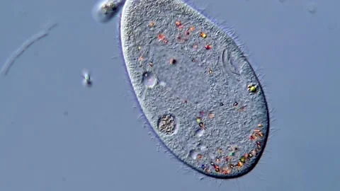 Close-up of Paramecium Swimming in Microscopic View, 400x 動画素材 317956572