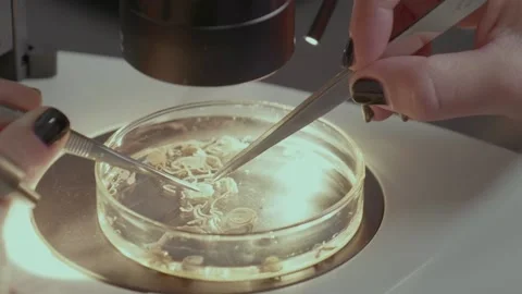 Close-up of a parasite in a Petrie dish as a lab technician examines the Stock Footage 155086847