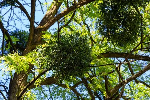 Close up of a parasite on a tree, called viscum album or mistletoe Stock Photos