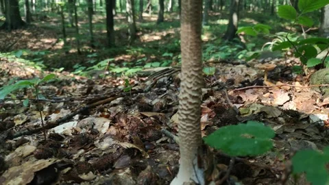 Close-up of parasol mushroom in the forest Stockbeeldmateriaal 247413897