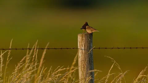 Close up of a parent bird feeding its fledgling on a wooden fence post Stock Footage 339780915