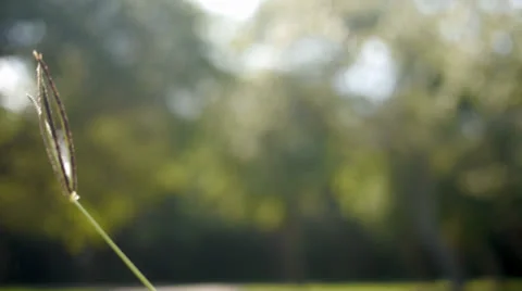 Close-up in the park 1.mp4 Stock Footage 26654837