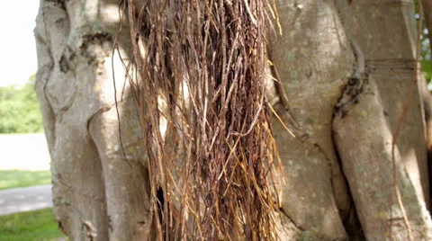 Close-up in the park 2.mp4 Stock Footage 26656507