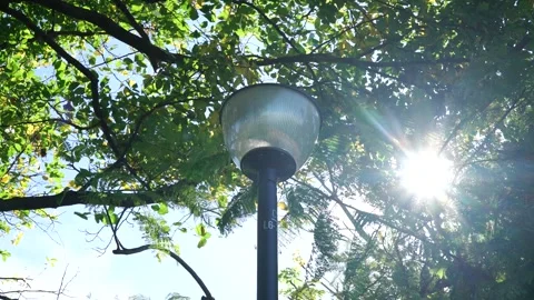 Close Up Park Lamp and Trees with Sun Flare Singapore West Coast Vidéo 257657705