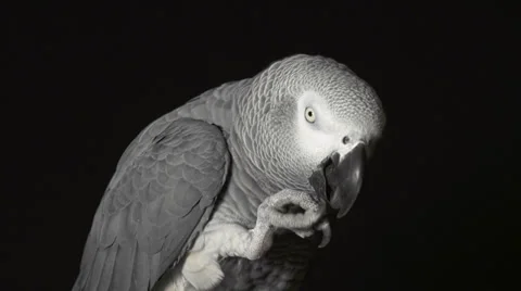 CLOSE UP: Parrot African Grey biting claw 스톡 동영상 33668298