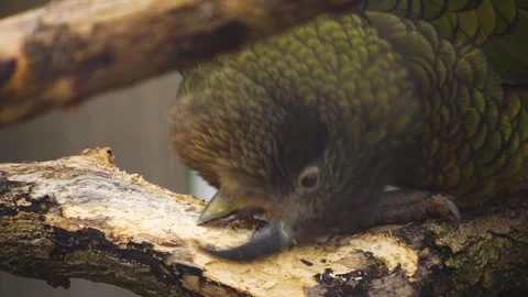 Close up of a parrot beak Stock Footage 258855222