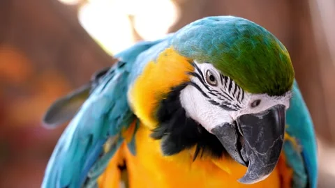 Close up of a parrot with a blurry background Stock Footage 330761748
