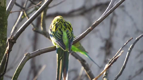 Close up of a parrot on a branch Stock Footage 294932974