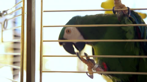 A close up of a parrot in a cage Stock Footage 33848221