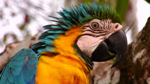 Close up of a parrot face. Video stock 26882774
