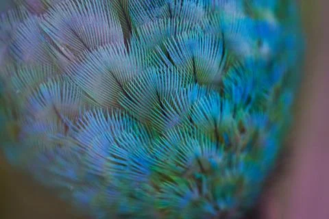 Close up of parrot feathers Stock Photos