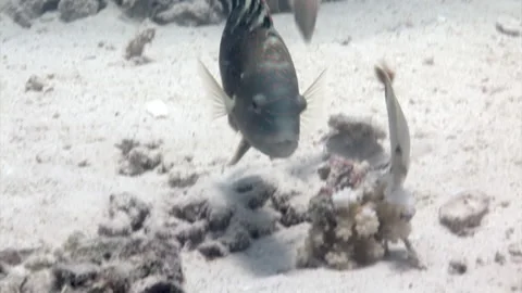 Close-up Parrot fish with butterfly fish underwater in coral. Stock Footage 233048779