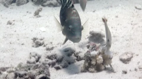 Close-up Parrot fish with butterfly fish underwater in coral. Stock Footage 263188046