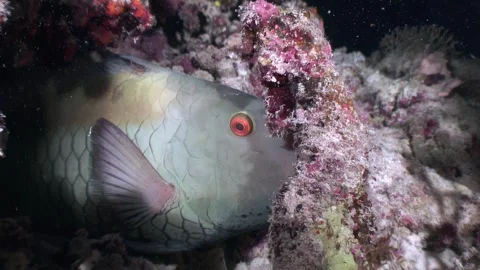 Close-up of a parrot fish exploring a Red Sea reef at night Stock Footage 282235030