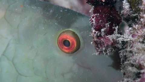 Close-up of parrot fish eyes at night in the vibrant Red Sea reef Stock Footage 282235037