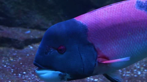 Close up of a parrot fish. Stock Footage 233787640