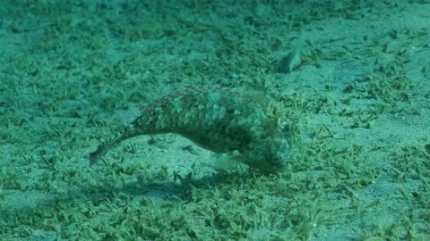 Close-up of Parrot fish grazes on sandy bottom covered with green seagrass. Stock Footage 161022636
