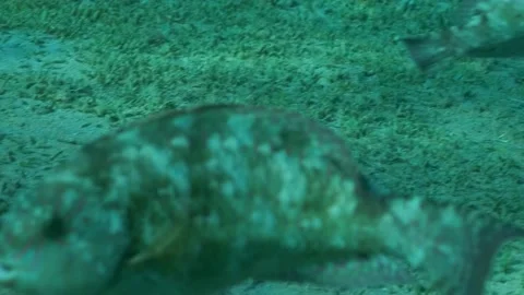 Close-up of Parrot fish grazes on sandy bottom covered with green seagrass. Stock Footage 166458928