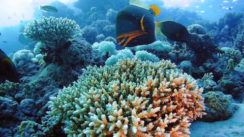 A close-up of a parrot fish (Scarus niger) that looks right into the camera Stock Footage 125894991