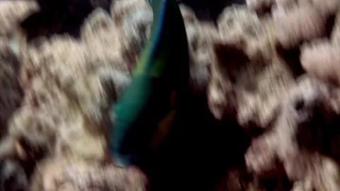 Close-up Parrot fish on underwater seabed in coral of Red Sea. Stock Footage 263188034