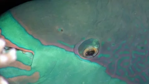 Close-up of Parrot fish in underwater world of Red Sea. Stock Footage 263446675