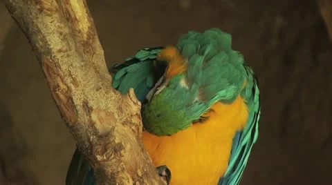 Close Up Of Parrot 動画素材 18948255