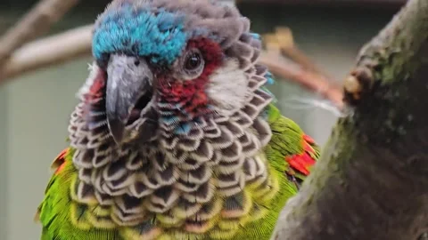 Close up of a parrot Stock Footage 266187821