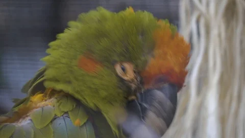 Close up of parrot head with ruffled feathers Stock Footage 105377661
