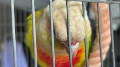 Close up parrot inside cage looking around Video stock 345882881