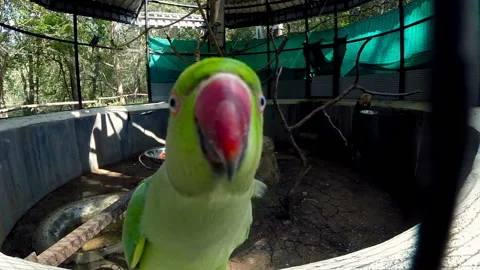 Close up of parrot making funny moves in aviary. Video stock 89371026