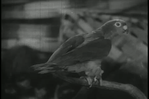 Close-up of parrot on perch Stock Footage 11349830