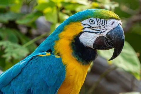 Close up of a parrot perched on a tree Stock Photos