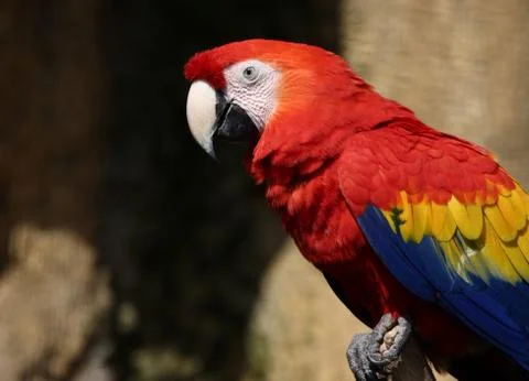 Close-up parrot 스톡 사진