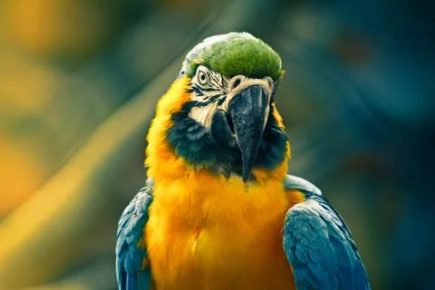 Close up of parrot Stock Photos