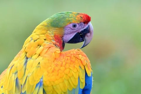 A close up of a parrot s face A close up of a parrot s face Copyright: xZo... 스톡 사진