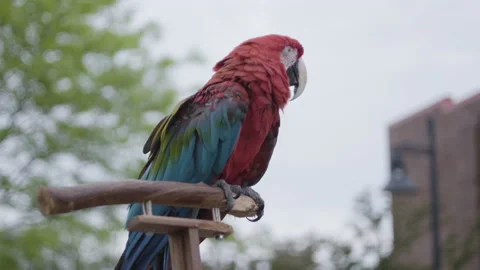 Close up of parrot sitting on the back of owner's bicycle at local park in 動画素材 153581431