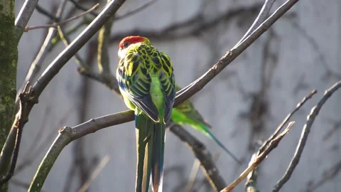 Close up of a parrot sitting on a tree  Stock Footage 294836368