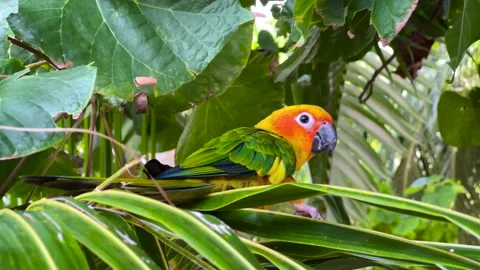 Close-up of a parrot on a tree in Maldives 動画素材 174190949