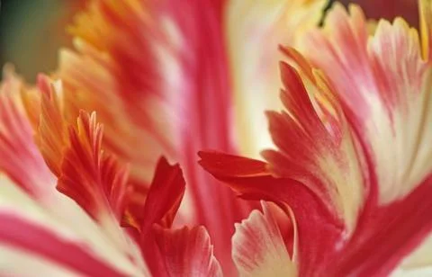 Close up parrot tulip Stock Photos