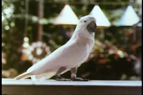 Close-up parrot walking Vídeos de archivo 11350472