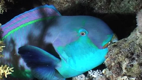 Close Up Of Parrotfish with Coral Shadow Overhead 動画素材 286314702