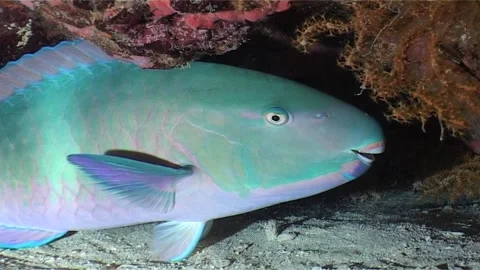 Close Up Of Parrotfish Resting in a Reef Crevice Stock Footage 300065009