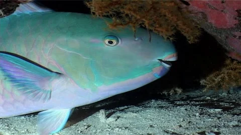 Close-Up of Parrotfish Sheltered Inside a Reef Niche Stock Footage 300077554