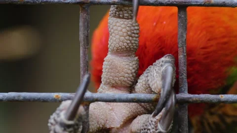 Close up of a parrot's claw Stock Footage 135262276