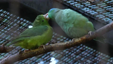 Close up of parrots Stock Footage 135919945