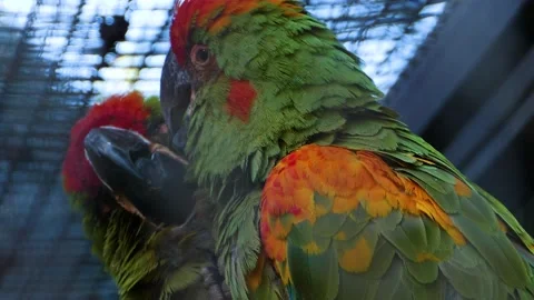Close up of parrots Stock Footage 135922102