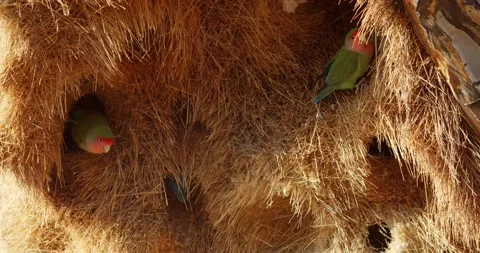 Close up of the parrots nest in a quiver tree, fauna of Namibia, 4k Stock Footage 132865215