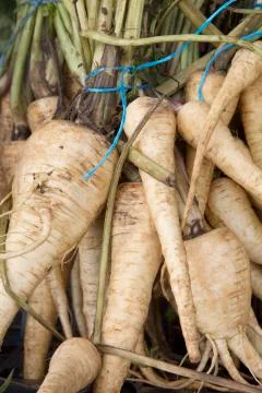 Close Up of Parsnip Vegetable Background Stock Photos