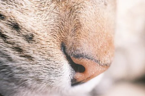 Close-up of a part of the cat's muzzle. Stock Photos