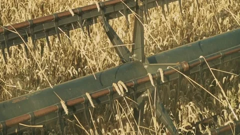 Close-up of part of combine working on field, cutting grain crop in countryside Stock Footage 209281373
